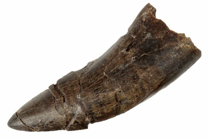 Serrated Tyrannosaur Tooth - Judith River Formation #192599